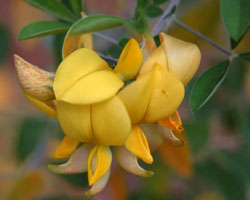 Crotalaria capensis