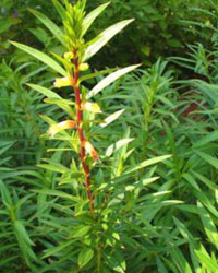 Cuphea micropetala