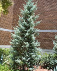 Cupressus arizonica