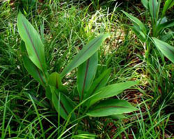 Curcuma zedoaria