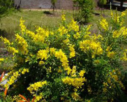 Cytisus spachianus