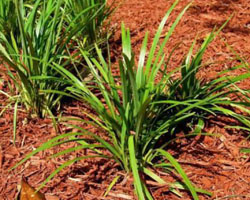 2 Dianella tasmanica plants