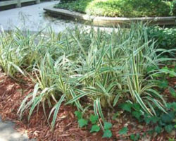 Dianella tasmanica plants together in a bush
