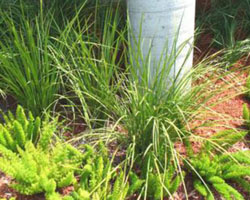 Dietes bicolor