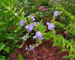 Duranta erecta