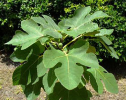 Ficus carica
