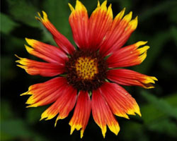 Gaillardia pulchella