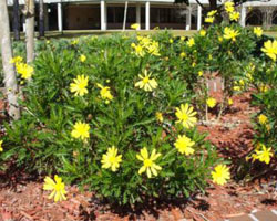 Gamolepis chrysanthemoides