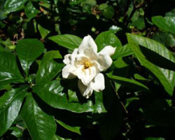 Gardenia jasminoides