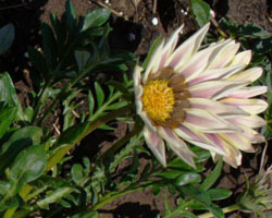 Gazania rigens