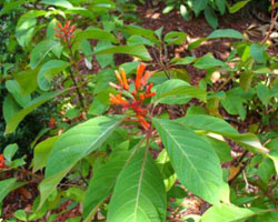 Hamelia patens