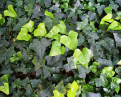 Hedera canariensis