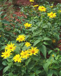 Heliopsis helianthoides
