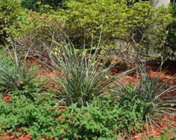 Hesperaloe parviflora