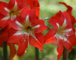 Hippeastrum x hybrids