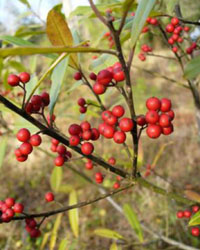 Ilex cassine
