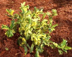 Ilex cornuta in brown mulch