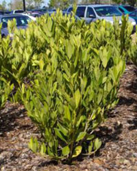 Illicium parviflorum