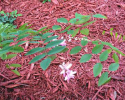 Indigofera decora