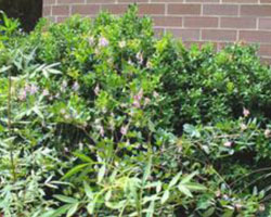 Indigofera heterantha
