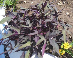 Ipomoea batatas