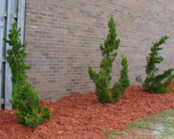 Juniperus chinensis