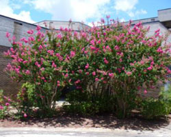 Lagerstroemia indica