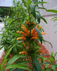 Leonotis leonurus