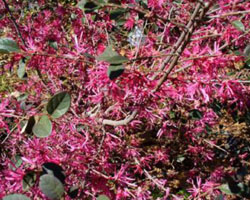 Loropetalum chinense