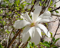 Magnolia x loebneri