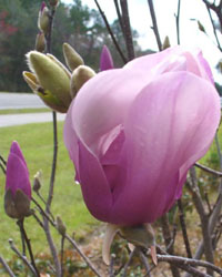 Magnolia x soulangeana