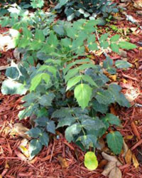 Mahonia bealei