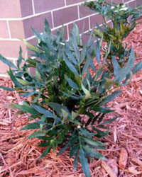 Mahonia fortunei