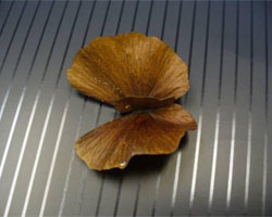 Mascagnia macroptera petal on table