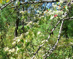 Mikania scandens