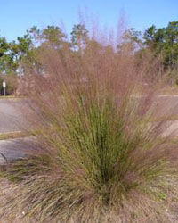 Muhlenbergia capillaris