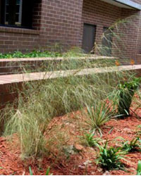 Muhlenbergia dumosa
