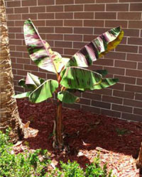 Musa acuminata