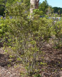 Myrica cerifera