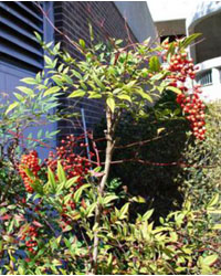 Nandina domestica