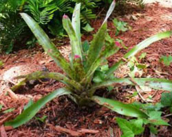 Neoregelia spectabilis