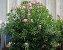 Nerium oleander