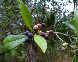 Osmanthus americanus
