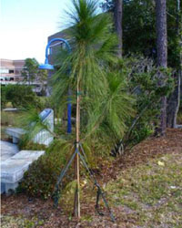 Pinus palustris