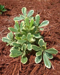 Pittosporum tobira