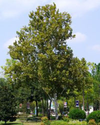 Platanus occidentalis