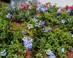 Plumbago auriculata