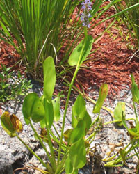 Pontederia cordata