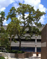 Quercus laevis