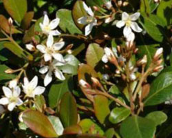 Rhaphiolepis indica